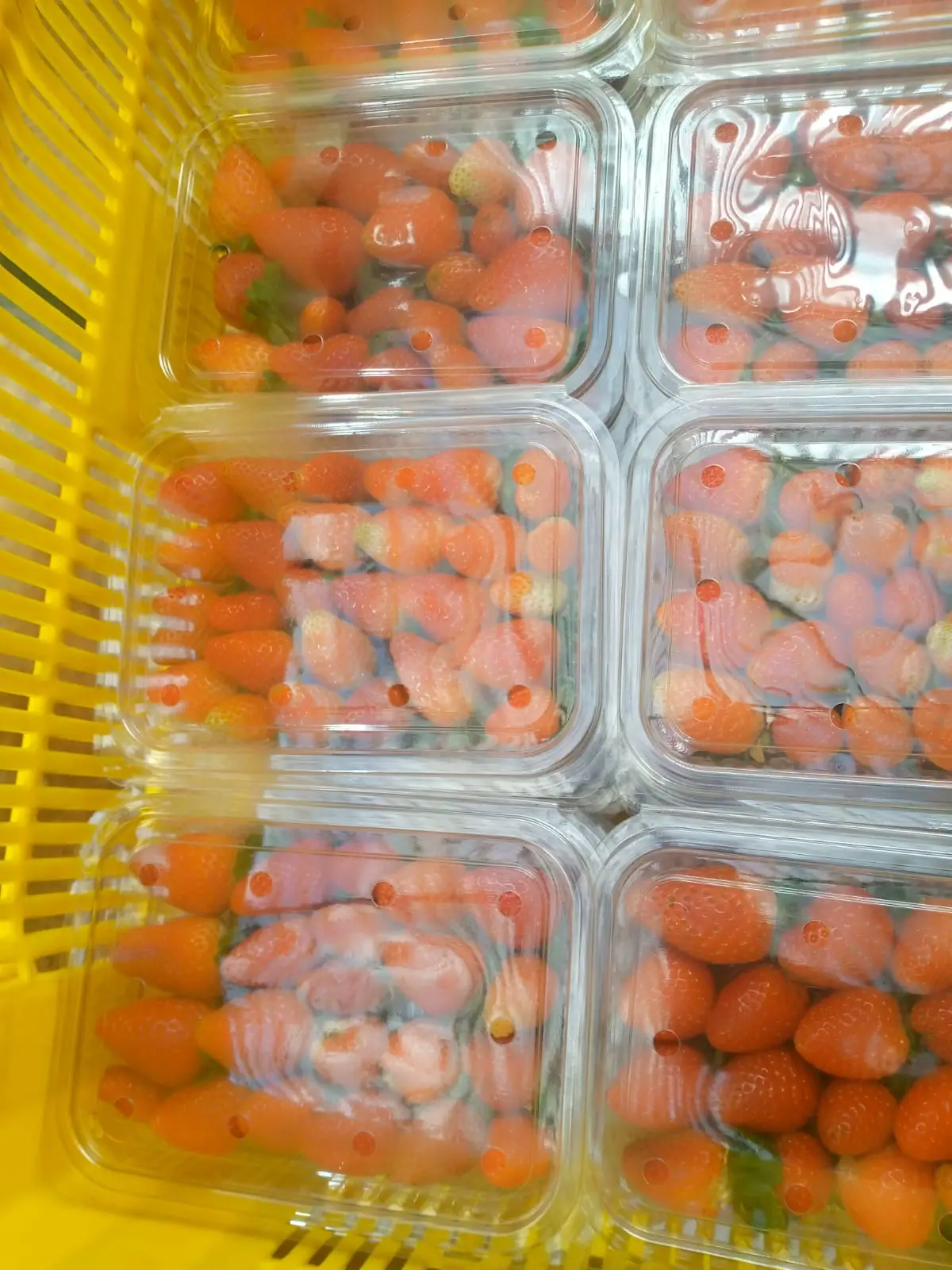 The morning's strawberry and mushroom punnets boxed for delivery