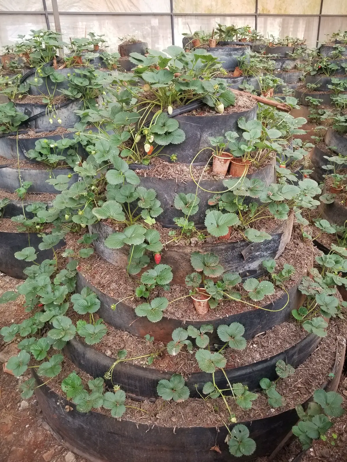 Vertical strawberry towers in the greenhouse under diffuse light